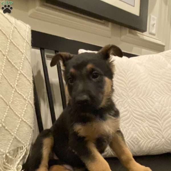 White, German Shepherd Puppy